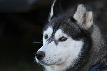 Tête de chien loup - husky