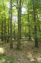 Fototapeta premium Forest