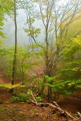 quiet autumn forest in a mist