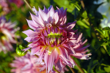 dahlia