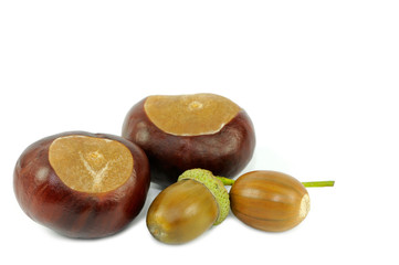 Eichel und Kastanien