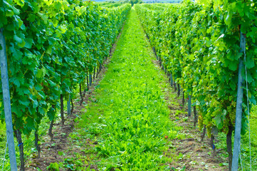 Weinberg in Oppenheim