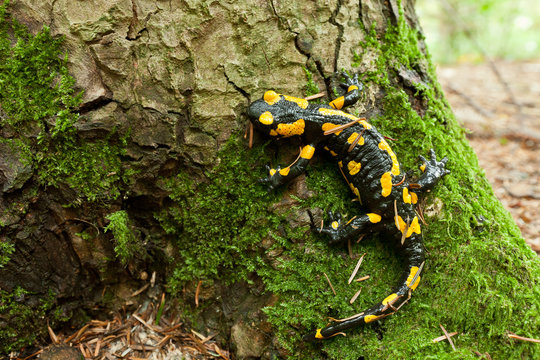 Feuersalamander
