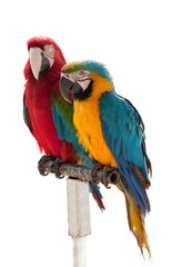 Two parrots isolated on a white background