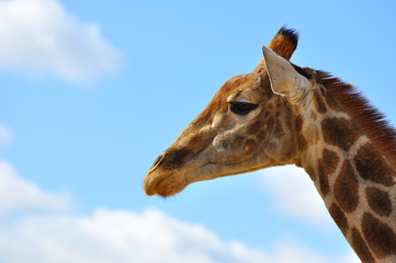 girafe, kruger park 1