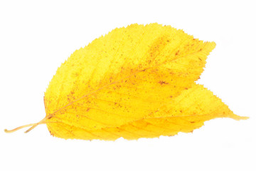 Blätter Hainbuche