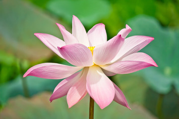 Fototapeta premium closeup to pink blooming lotus
