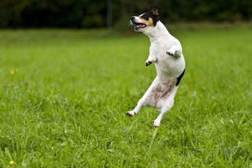 Jack-Russel springt