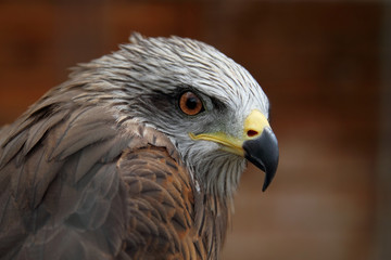 Young hawk