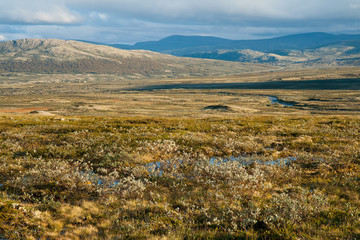 Summer tundra