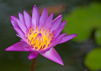 violet lotus