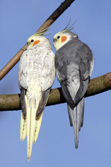 Schmusende Nymphensittiche