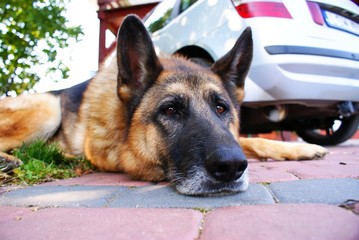 Dog