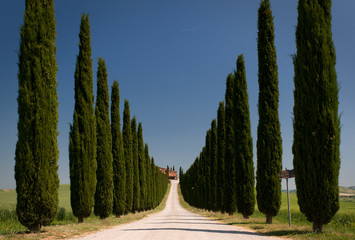 cypress perspective