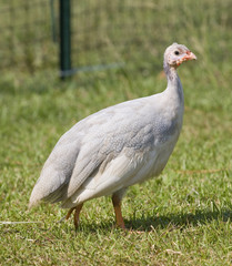 Light colored guinea