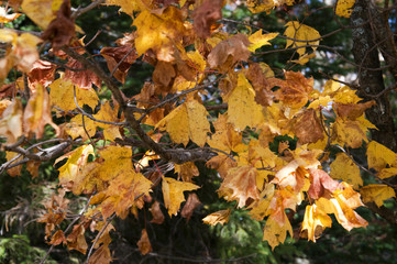New Hampshire and Vermont in the Fall USA