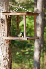 Fototapeta premium Birdhouse with titmouse in City Park