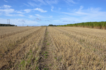 Fototapeta na wymiar stubble under a blue sky