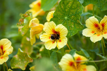 Bee on yellow flower