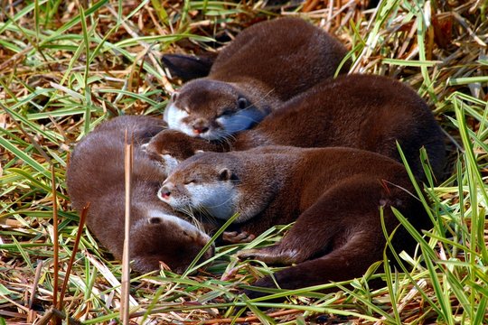 Otter