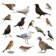 Fototapeta premium British Garden Birds