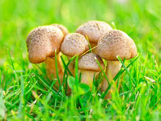 group of fresh natural edible mushrooms