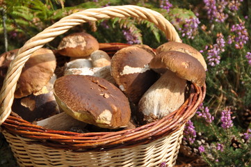 panier de c&egrave;pe