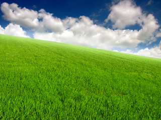 Obraz premium green meadow