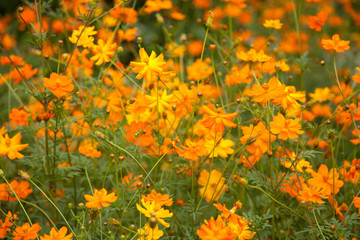 multi colored field of Pot Marigold background