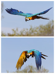 blue and yellow macaw