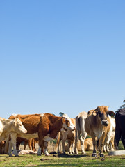 herd of beef cattle cows with blue sky copy space