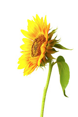 beautiful bright sunflower isolated on white