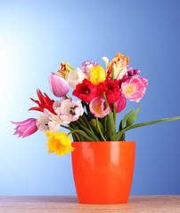 Tulips in vase on blue background