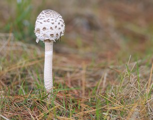Seta,macrolepiota procera.