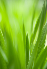 Fototapeta na wymiar Wiosna: zielona trawa. Przydatne jako wzór środowiska