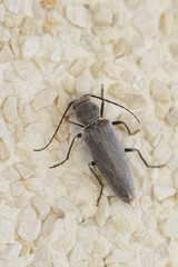 Escarabajo, coleoptera