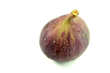 Fig