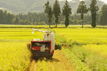 稲の収穫
