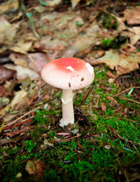 A Close Up of a Small Red Mushroom