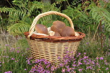 panier de c&egrave;pes