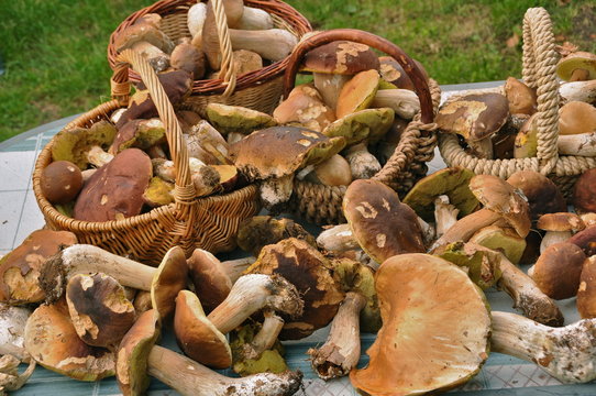 r&eacute;colte de c&egrave;pes