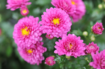 Obraz premium pink daisies
