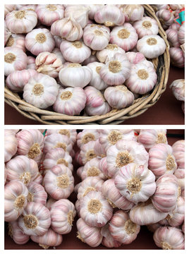 garlic