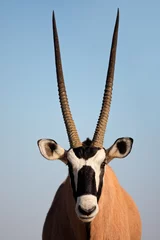 Abwaschbare Fototapete Antilope Gemsbock-Antilope
