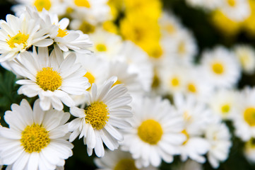 white and yellow daisies