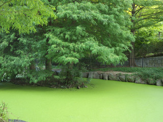 Obraz premium Algae pond