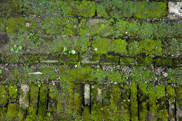 old brick wall with moss