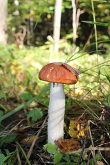 подосиновик