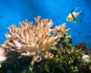 coral reef