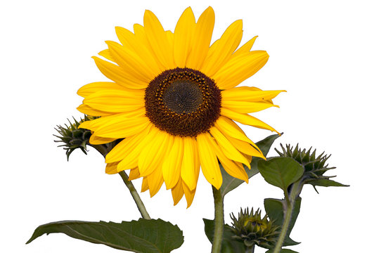 Sonnenblume